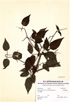 藏品(森氏鐵線蓮)的圖片